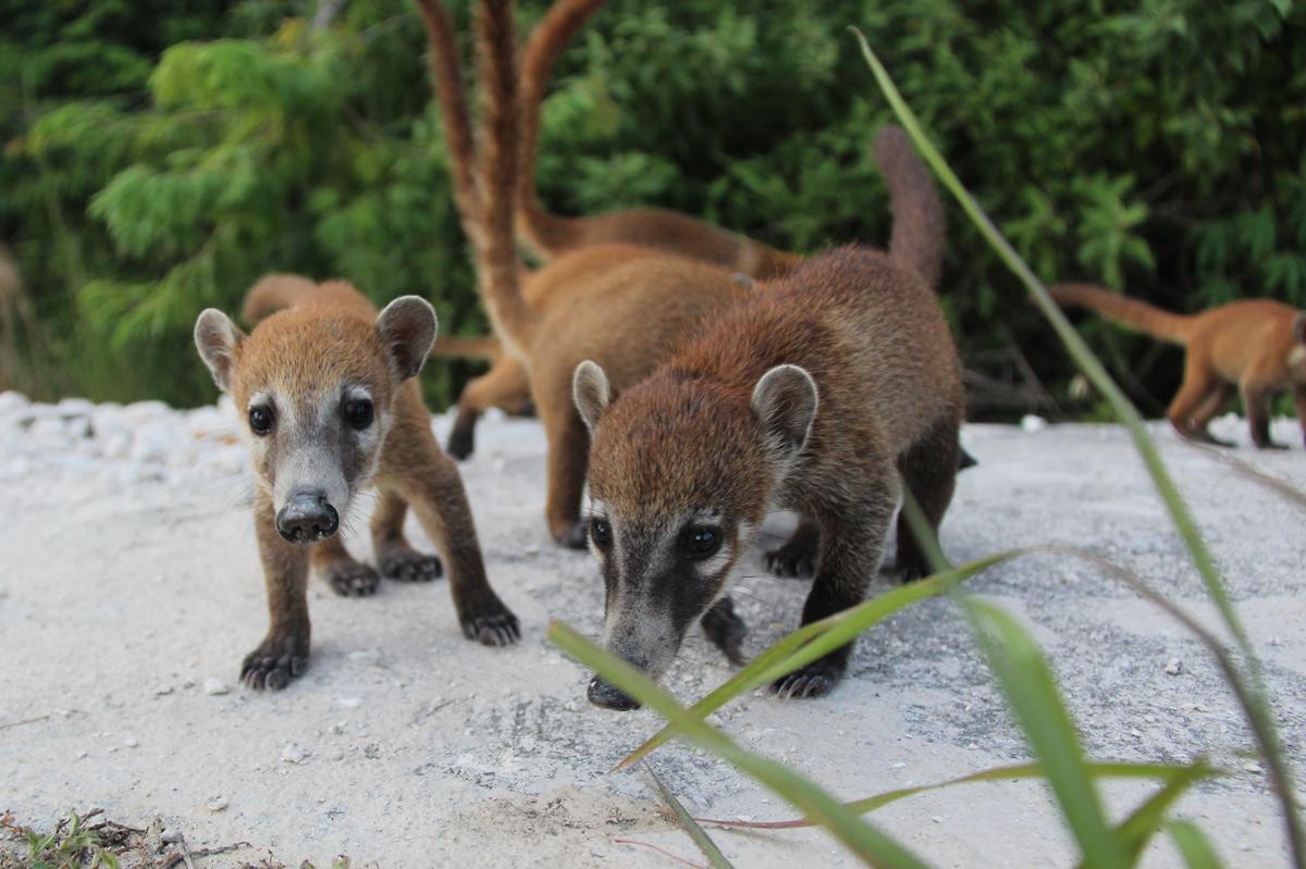 endemic-animals-of-quintana-roo-the-coati-bekare-transfers-blog