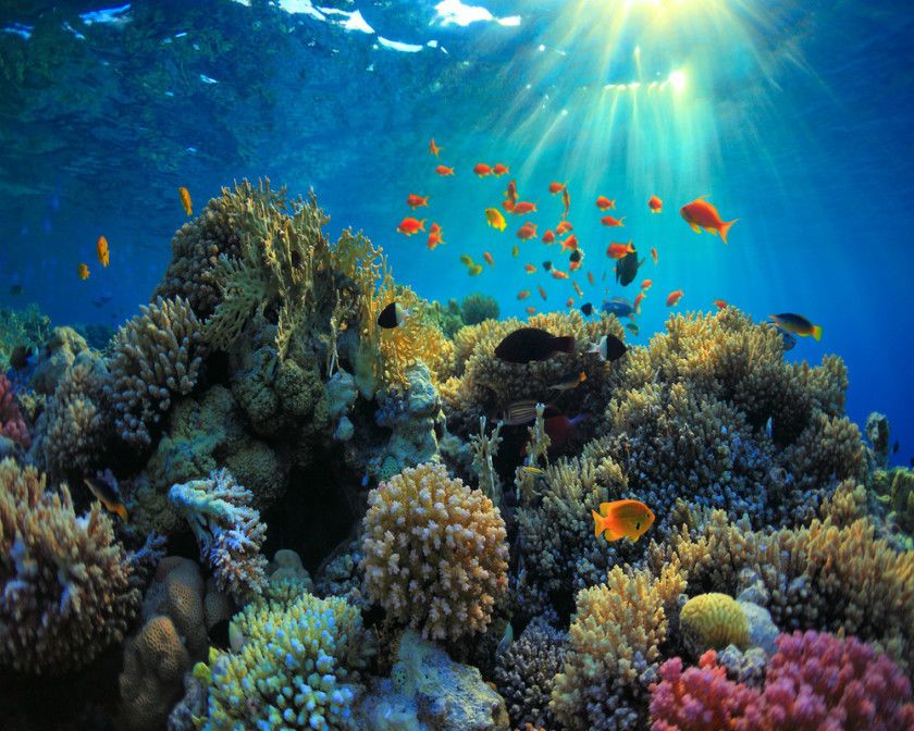 The second largest coral reef in the world is in the Mexican Caribbean ...